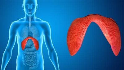 حرقة المعدة وصعوبة في البلع، أعراض وأسباب فتق الحجاب الحاجز