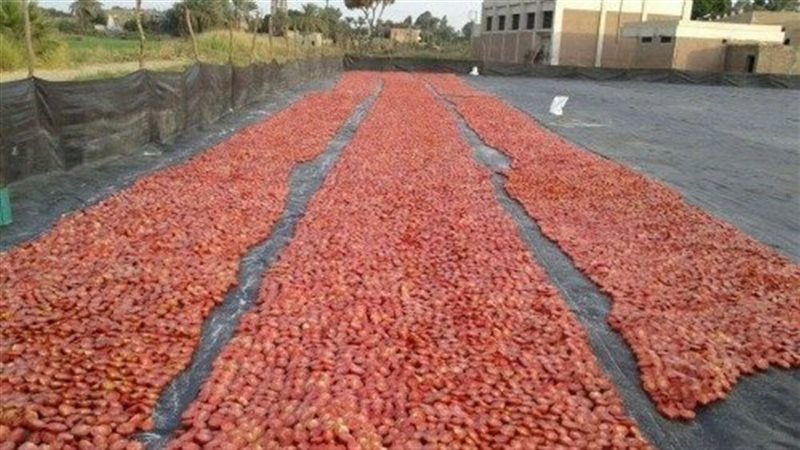 منشر الطماطم في محافظة