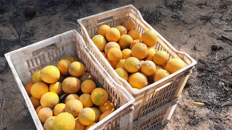 حصاد البرتقال بالإسماعيلية،