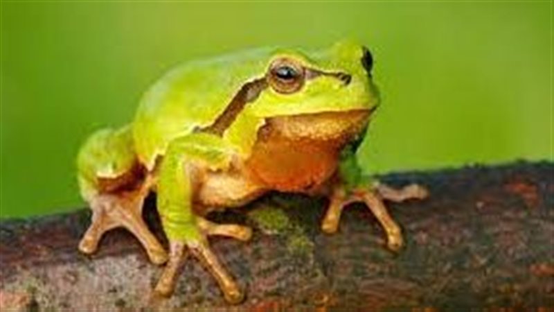 تفسير رؤية الضفدع
