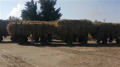 وزير التموين: صرف حافز إضافي لمزارعي القصب بخلاف السعر الأساسي لزيادة التوريد 