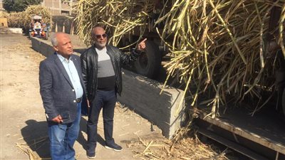 التموين: التعاقد على 34 ألف فدان قصب لصالح مصنع أرمنت 