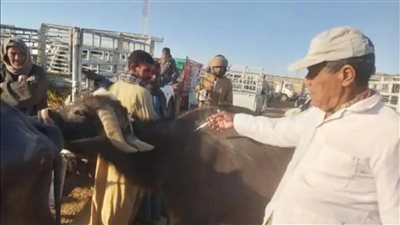 الرقابة البيطرية تشن حملات مراقبة على أسواق الماشية بمحافظة الأقصر