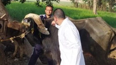 غدا، انطلاق الحملة القومية لتحصين الماشية ضد الحمى القلاعية والوادي المتصدع بالجيزة