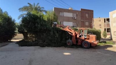 حملة لتهذيب الأشجار بالوادي الجديد