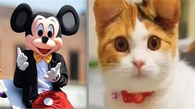 أُذُنا ميكي ماوسْ، موضة جديدة ضد حقوق الحيوان