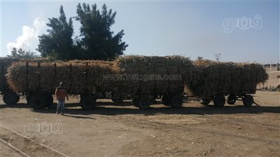 رحلة كيس سكر، تفاصيل تحويل القصب إلى سكر داخل أقدم مصنع في مصر ( فيديو وصور) 