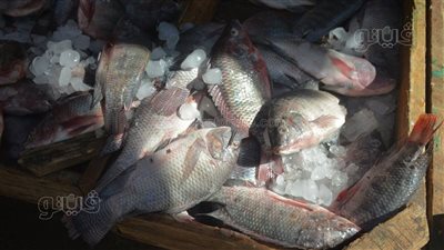 البلطي يسجل 85 جنيها، أسعار الأسماك اليوم بمحافظة البحيرة (فيديو)