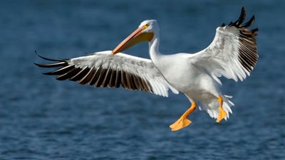 العثور على 700 بجعة نافقة داخل محمية طبيعية في كازاخستان