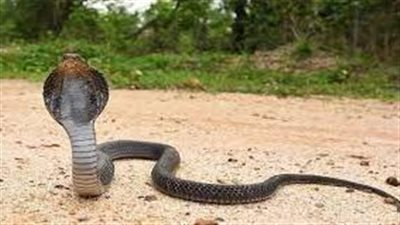 تفسير حلم ضرب الثعبان في المنام وعلاقته بالانتصار على الأعداء 