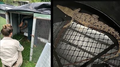 تمساح مفترس في 