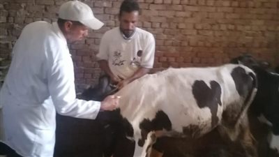 انطلاق فعاليات الحملة القومية لتحصين الماشية ضد مرض الحمى القلاعية بالجيزة