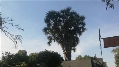 نخيل الدوم نبتة تزرع في الأقصر واستخدمها المصريون القدماء كغذاء ودواء (فيديو وصور)