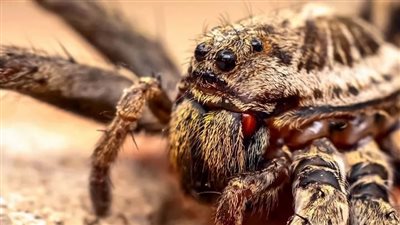 شركة تدفع تعويض 3 ملايين دولار بسبب العناكب والصراصير، ما القصة؟