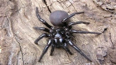 التحرش بالصراصير والعناكب، موظفون يكلفون شركة عالمية للبيع عبر الإنترنت 3 ملايين دولار