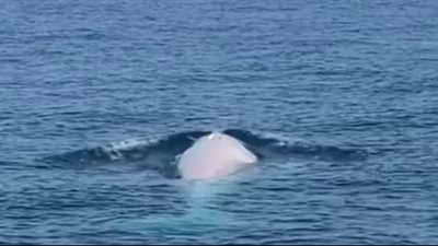 للمرة الثانية في التاريخ، رصد أندر حوت في العالم (فيديو)