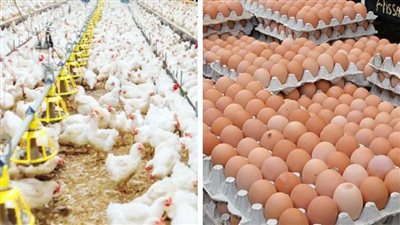 أسعار الدواجن والبيض اليوم، 4 جنيهات انخفاضًا في الفراخ البيضاء بالأسواق