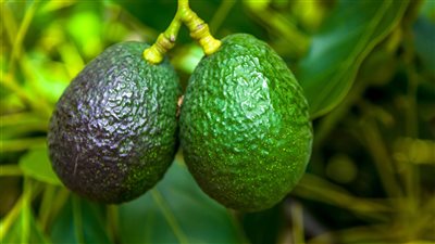 فوائد الأفوكادو، مهم لصحة القلب والمخ ويقوى المناعة 