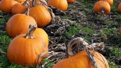 الأقصر تتوسع في زراعة القرع العسلي للتصدير (فيديو وصور)