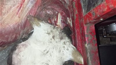 ضبط بقرة تزن 300 كجم مذبوحه ذبحًا غير حيويا بدمنهور