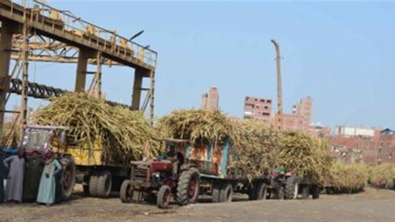 مصنع سكر أبو قرقاص،فيتو