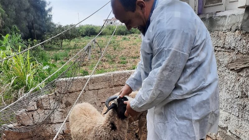 الطب البيطري بالبحيرة،