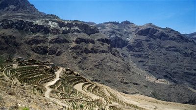 كارثة جديدة في اليمن، الصقيع يدمر الزراعات ويفاقم أزمة الأمن الغذائي 