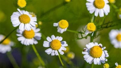 عشبة شهيرة تخلصك من الاكتئاب والتوتر وتقوى المناعة