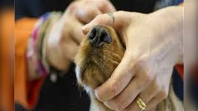 تحريات المباحث: المتهم بذبح الكلاب في شارع بالجيزة مهتز نفسيًا