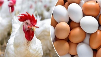 أسعار الدواجن والبيض اليوم، 5 جنيهات انخفاضًا في سعر الفراخ البيضاء بالأسواق