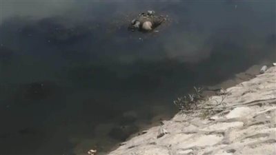 جهود أمنية مكثفة لكشف هوية جثة طافية بنيل المنصورة 