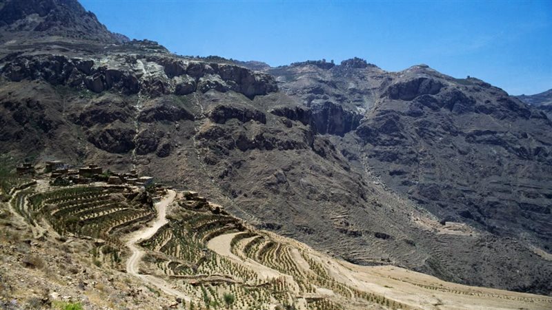 حقول البن في اليمن،