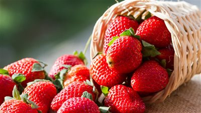 تظهر فى الشتاء فقط، تقاوم أمراض القلب والسرطان والشيخوخة