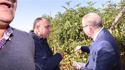 الزراعة: نجاح 5 أصناف من هجن الطماطم السلكية، وإنتاجيتها مبشرة