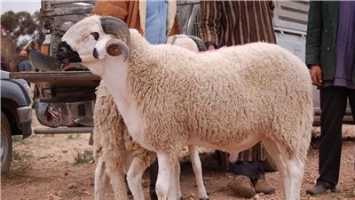  آراء العلماء في حكم العتيرة والنحر في رجب 