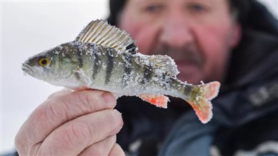  صيد أسماك ذهبية في بحيرة متجمدة (صور)