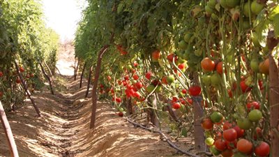 مواصفات هجن الطماطم السلكية الجديدة من إنتاج مركز البحوث الزراعية
