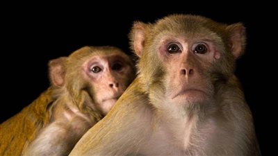 بعد إنتاج نحو 20 حيوانا، استنساخ قرد مكاك