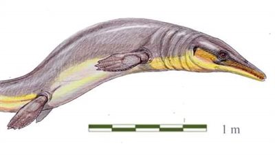 اكتشاف علمي لعظام زاحف بحري من نوع جديد بصحراء واحات الوادي الجديد 