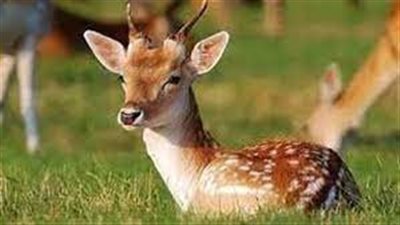 تفسير حلم الغزالة في المنام وعلاقته بتحقيق الأهداف والأموال الكثيرة 