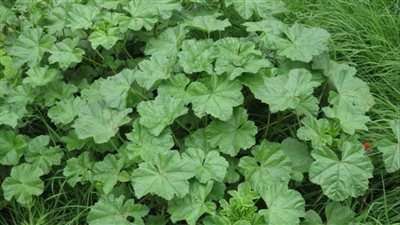 فوائد الخبيزة، تقوي الجهاز المناعي وتحمي من الالتهابات