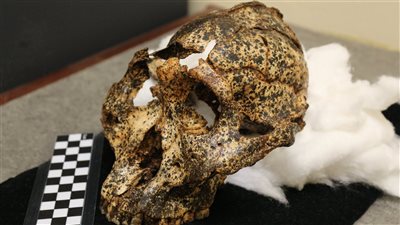 جريمة غامضة في المغرب، العثور على جمجمة رجل 