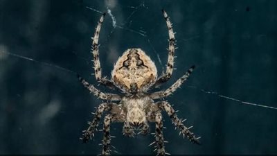عنكبوت شديد السمية ينقذ البشر من النوبات القلبية، قصة الاكتشاف المذهل