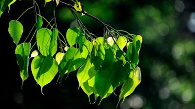 العلماء سجلوا الاكتشاف المذهل، النباتات تتبادل الحديث مع بعضها (فيديو)