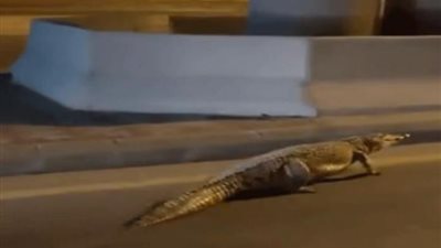 فيديو أثار الذعر، قصة تمساح يتنزه في شوارع دولتين عربيتين