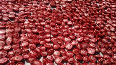 تجفيف الطماطم في الأقصر.. صناعة واعدة حولت المحصول إلى ياقوت أحمر (فيديو وصور)