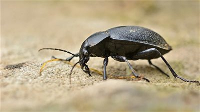 تفسير حلم الخنفساء في المنام وعلاقته بسماع أخبار سارة قريبا 