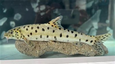 سمكة النمر المهددة بالانقراض تظهر في هذه الدولة لأول مرة