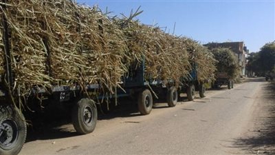 محافظ قنا يعلن سعر توريد محصول قصب السكر لعام 2024