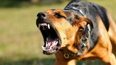 كلب مسعور يثير الذعر ويعقر 7 مواطنين غرب الأقصر 